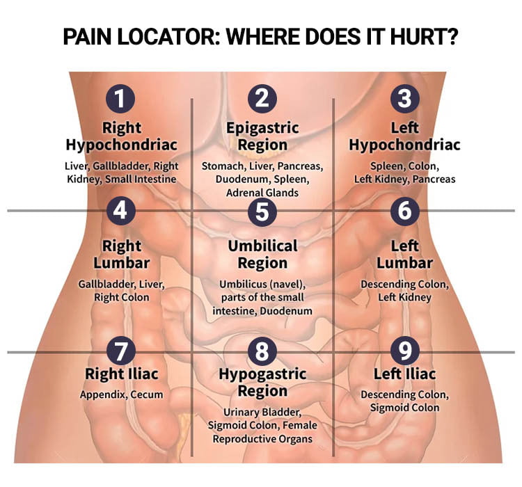 Abdominal regions