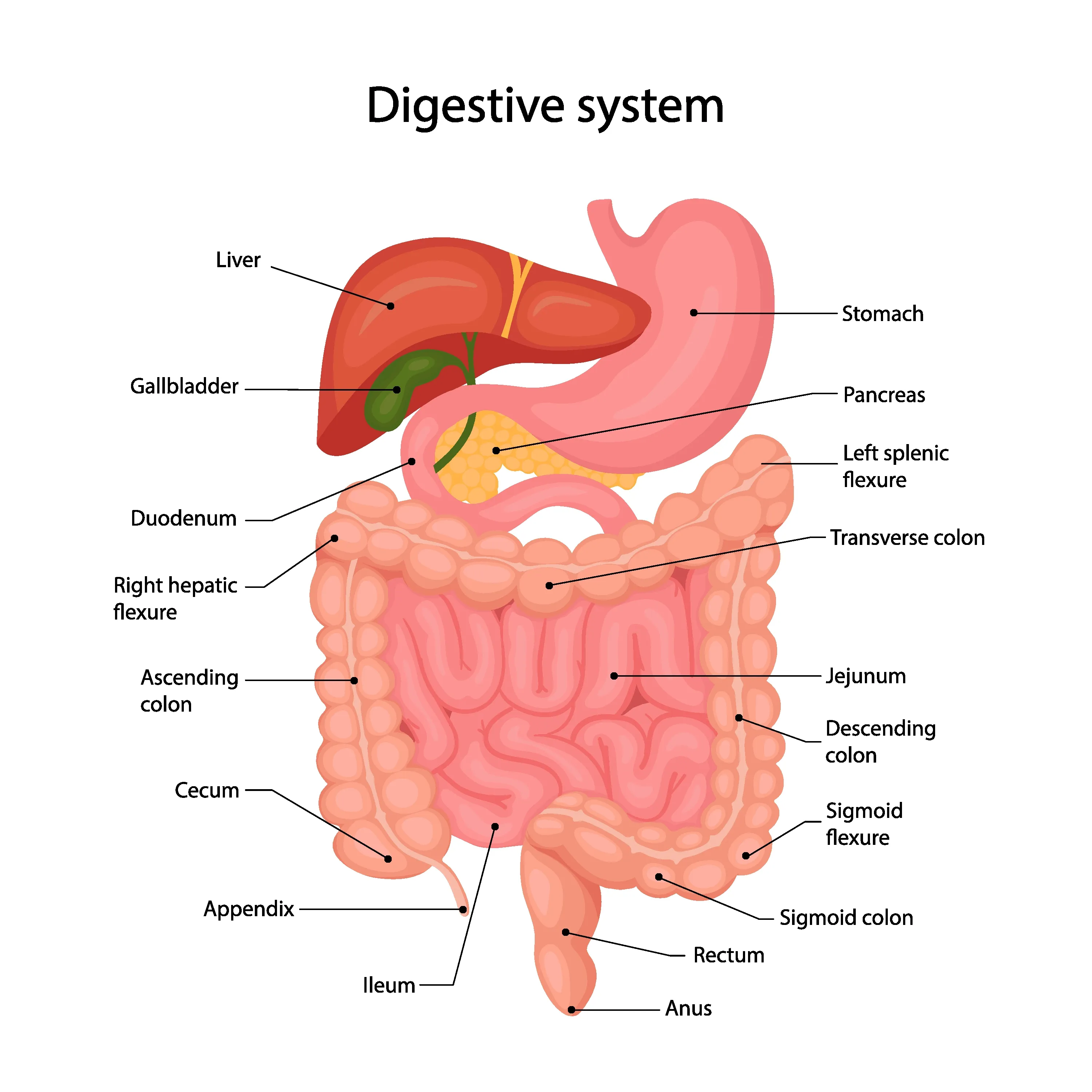 Labelled diagram of the digestive system